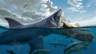 Megalodon Game Puzzle - Screenshot 3