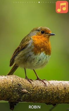 Sound book Farm Animals - Screenshot 1