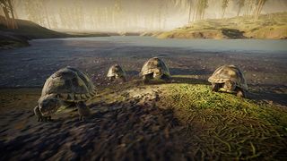Turtle Life: Wild Survival Sim - Screenshot 3