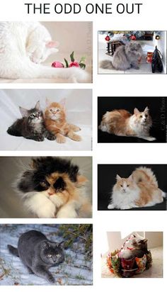 MyCatQuiz - Screenshot 4