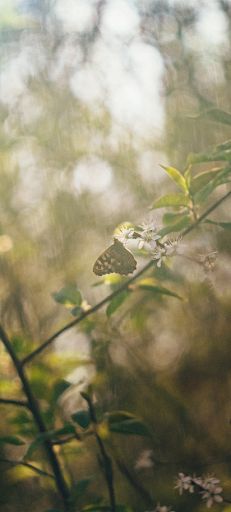 Majestic savannas - Screenshot 2