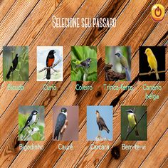 Pássaros - Screenshot 1