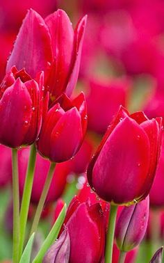 Variety Puzzle - Screenshot 4