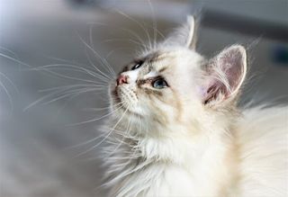 Cats - Jigsaw Puzzles - Screenshot 1