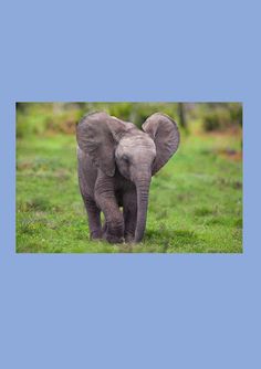 ECD FlashCards - Screenshot 4