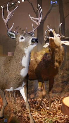 Nya Djur - Screenshot 4