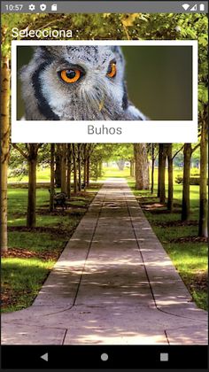 Rompecabezas de Buhos - Screenshot 1