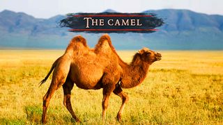 The Camel - Screenshot 2