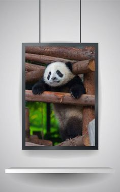 Picture Puzzle: Panda - Screenshot 1