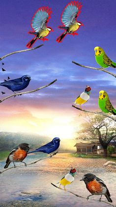 Bird Sort Puzzle Birds Sorting - Screenshot 4