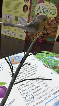 Живая Картинка - Screenshot 4