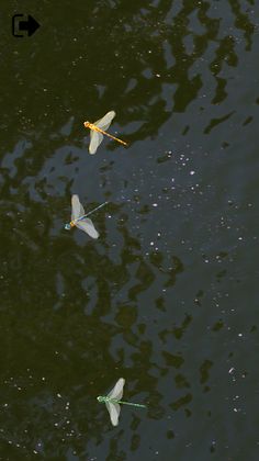 Cat Alone Toy - Games for Cats - Screenshot 3