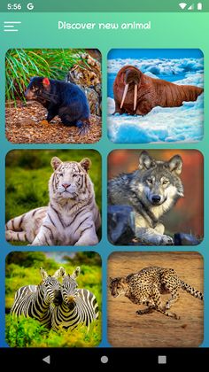 Animals - Slide Puzzle - Screenshot 4