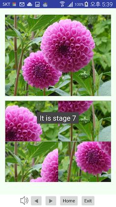 Flower Puzzle - Screenshot 1