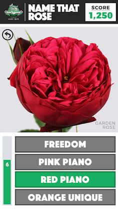 Name That Rose - Screenshot 2