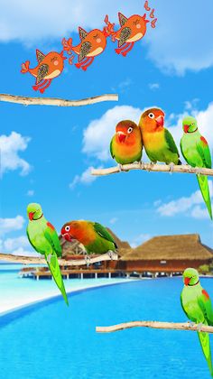 Bird Sort Puzzle Birds Sorting - Screenshot 2