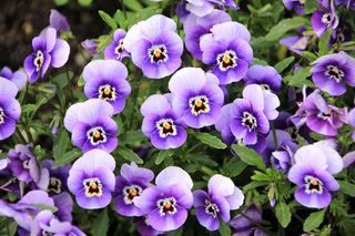 Flowers Jigsaw Puzzles - Screenshot 3