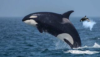 Real Killer Whale : Orca Game - Screenshot 3