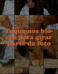 Quebra-Cabeça de Gatos - Screenshot 2