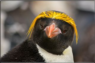 Birds Jigsaw Puzzles - Screenshot 1