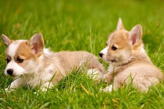 Puppy kitten jigsaw puzzles - Screenshot 1
