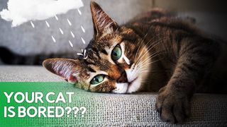 Game for cats! - Screenshot 1
