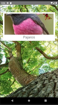 Rompecabezas de Pajaros - Screenshot 1