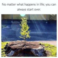 Plant A Forest - Screenshot 2