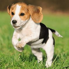 Cute Puppy Jigsaw Puzzles - Screenshot 1