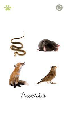 Animaliak: ¡Aprende jugando! - Screenshot 2