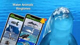 Animal Ringtones - Birds Sound - Screenshot 3