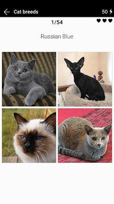 Cat breeds - Photo Quiz - Screenshot 4