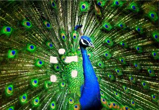 JigsaW Puzzle Library - Screenshot 2