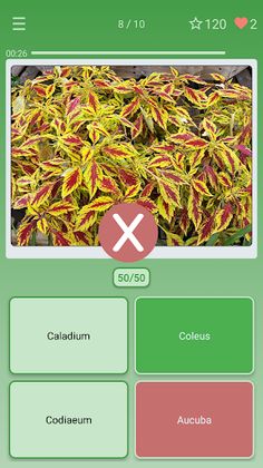 Quiz: Flowers, Plants - Screenshot 3