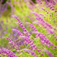 Fantasy Puzzle - Screenshot 4