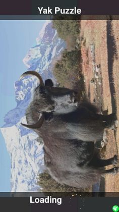 Yak Puzzle - Screenshot 1