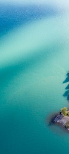 Palm trees - Screenshot 1