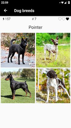 Dog breeds - Photo Quiz - Screenshot 2