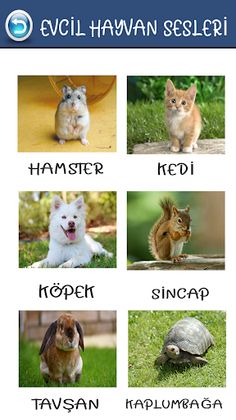 Eğitici Ve Öğretici Hayvan Ses - Screenshot 1