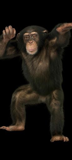 Falling Fruits - Screenshot 4