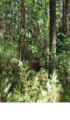 Foxie game - Screenshot 2