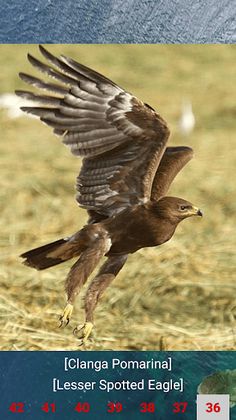 Eagle Attack - Screenshot 4