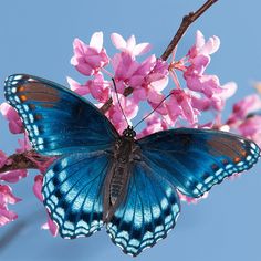 Butterfly Jigsaw Puzzle Games - Screenshot 4