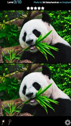 Find 5 Differences - Animals - Screenshot 2