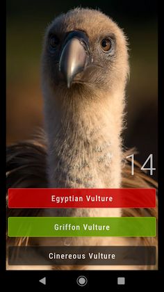 Bird Quiz: Aves Europe - Screenshot 3