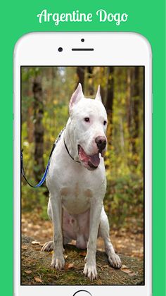 Argentine Dogo - Screenshot 2