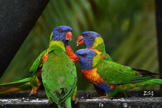 Fly Birds Puzzle - Screenshot 2