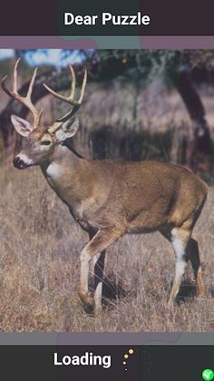 Dear Puzzle - Screenshot 1