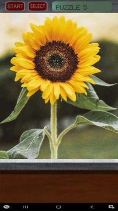 Flower Puzzle - Screenshot 1