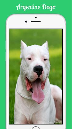 Argentine Dogo - Screenshot 4